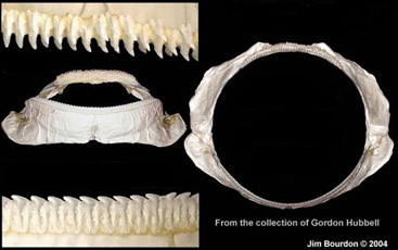 Somniosus microcephalus_07.jpg